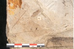 Foto (Detailansicht) von Acer decipiens Braun (NHMW-GEO-2024-0188-11400)